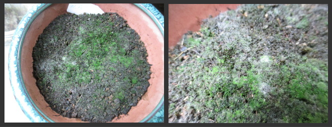 02%20bryum_1.jpg