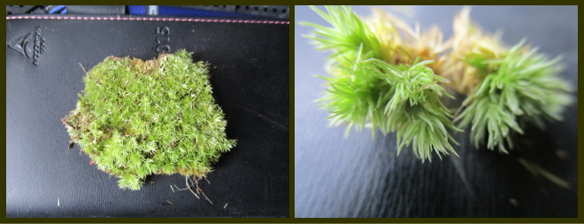 12%20Leucobryum%203.jpg