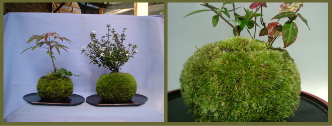 01%20kokedama1.jpg