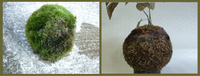 02%20kokedama.jpg