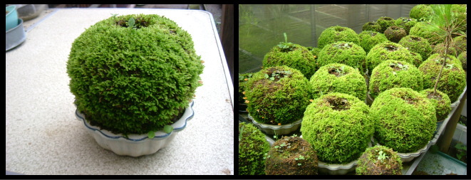 04%20kokedama2.jpg