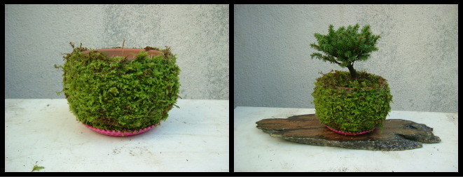 09%20kokedama2.jpg