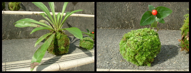 14%20kokedama1.jpg