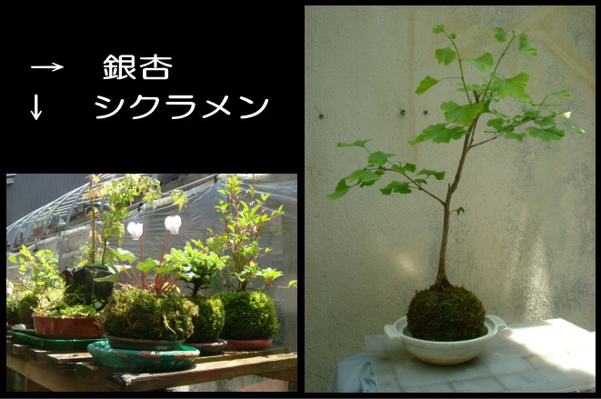 16%20kokedama1.jpg