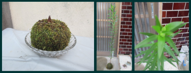 25%20kokedama1.jpg