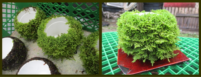 35%20kokedama3.jpg